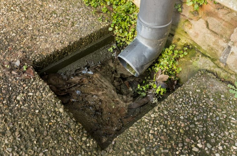 Drain that is blocked with plants