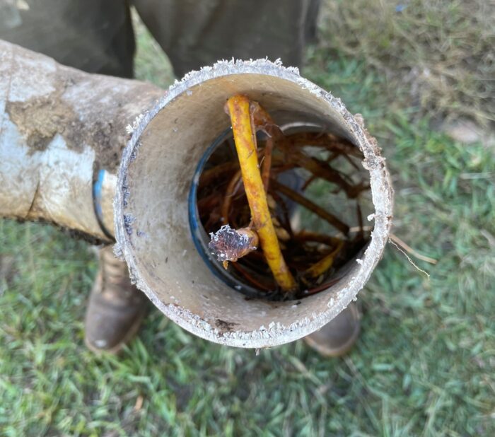 Inside view of a drain pipe with a plant blocking it