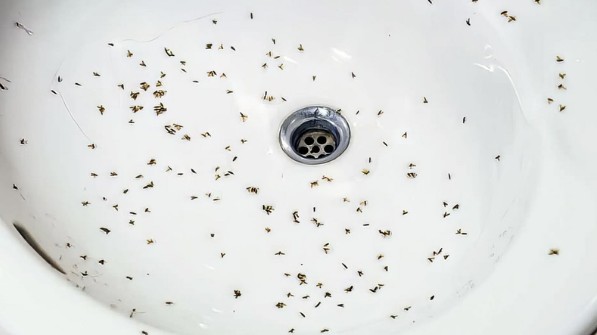 Drain flies in a sink