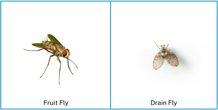 Drain fly vs fruit fly comparison
